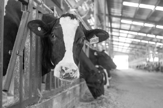 1、奶牛各階段飼料配方